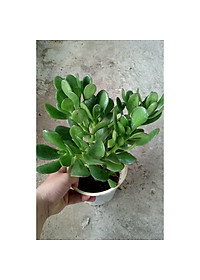 Cây Ngọc Bích (Xanh) - cây cảnh để bàn