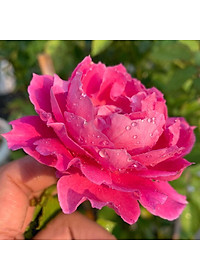 Combo 2sp đạm cá, đậu tương {  +  } Phân bón cung cấp dinh dưỡng tự nhiên cho hoa hồng, cây cảnh...