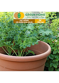 Hạt Giống Cải Xoăn Kale Greenhome, Gói 5g, Dễ Trồng Quanh Năm, Nảy Mầm Cao, Thu Hoạch Nhanh, Năng Suất Cao R16