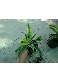 Cây Phát Tài Mỹ - Cây cảnh phong thủy + Tặng phân bón cho cây