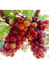 Cây Nho Giống Đỏ Red Cardinal Trái To - cây ăn quả + tặng phân bón cho cây mau lớn