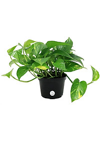 Cây trầu bà xanh - cây cảnh mini - cây cảnh để trong nhà + tặng phân bón cho cây