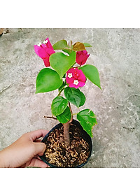 Cây hoa giấy đổi màu Ấn Độ - cây cảnh để bàn + tặng phân bón cho cây