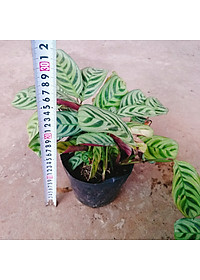 Cây Đuôi Công - cây cảnh để bàn + Tặng phân bón cho cây