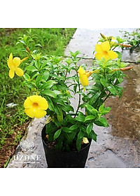 Cây Huỳnh Anh Vàng - cây cảnh vườn + Tặng phân bón cho cây mau lớn