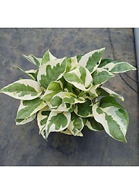 Combo 4 cây trầu bà ( cây trầu bà trắng + trầu bà xanh + trầu bà vàng + trầu bà cẩm thạch ) tặng phân bón cho cây