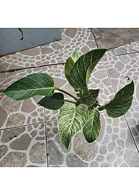 Cây Đế Vương Kim Cương - Cây cảnh để bàn + Tặng phân bón cho cây