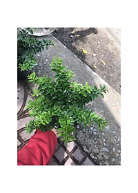 Cây kim quýt thái bonsai - cây cảnh để bàn + tặng phân bón cho cây