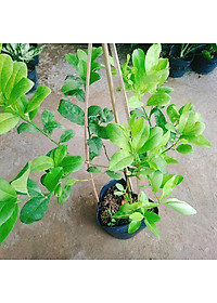 Cây chanh tứ quý - cây ăn quả + tặng phân bón cho cây