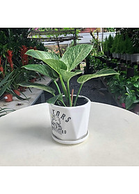 Cây Đế Vương Kim Cương - Cây cảnh để bàn + Tặng phân bón cho cây