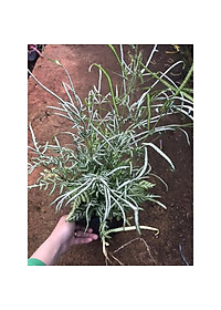 Cây Lữ Phụng Tiên - cây cảnh để bàn + tặng phân bón cho cây