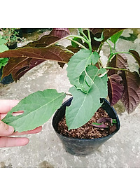 Cây Hoa Thiên Phúc - cây cảnh đẹp