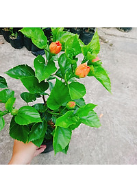 Cây Hoa Dâm Bụt cánh kép (Màu Cam) - cây cảnh để trong nhà + tặng phân bón cho cây