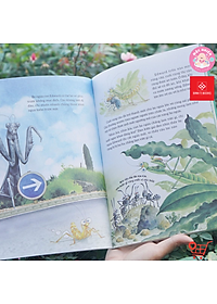 Sách - Truyện Tranh Khoa Học Về Các Loài Côn Trùng - Đom Đóm, Bọ Ngựa, Ve Sầu Và Sâu Bắp Cải - Đinh Tị Books