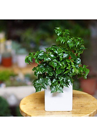 Cây Hạnh Phúc ( Mini ) - Cây cảnh mini để bàn