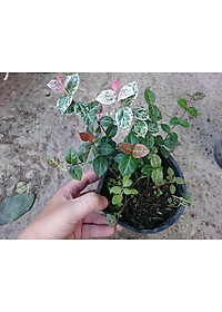 Cây thằn lằn cẩm thạch ( cây thằn lằn leo tường ) + tặng phân bón cho cây