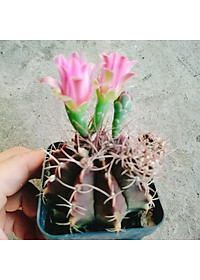 Xương Rồng Gym - cây cảnh để bàn