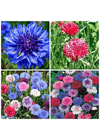 Hạt giống Hoa Trúc Mai nhiều màu VTS187