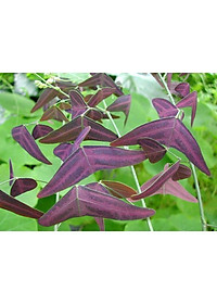 Cây Cánh Bướm - Cây cảnh để bàn + tặng phân bón cho cây