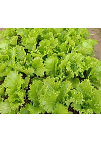 Hạt giống Cải bẹ Mào Gà - Cải bẹ vàng VTS159