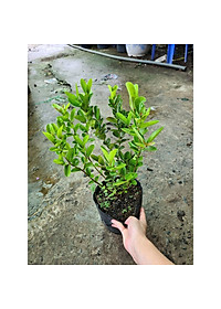 product-img-3