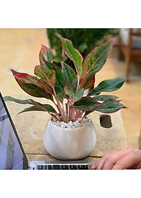 Cây Phú Quý để bàn