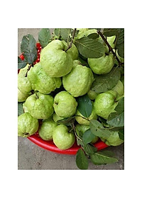 product-img-4