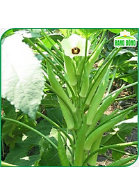 Hạt giống Đậu Bắp Cao Sản, Trồng Quanh Năm, Dễ Chăm Sóc (gói 20 gram) - Hạt giống Rạng Đông