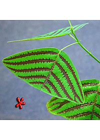 Cây Bướm Xuân - cây cảnh để bàn + tặng phân bón cho cây