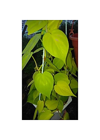 Cây Trầu Bà Tim Vàng - cây cảnh để trong nhà + tặng phân bón cho cây