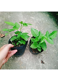 Cây phúc bồn tử ( cây mâm xôi ) - cây cảnh vườn + tặng phân bón cho cây