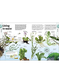 Trees, Leaves, Flowers And Seeds: A Visual Encyclopedia Of The Plant Kingdom