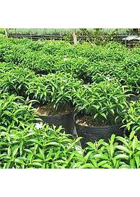 Mai Vạn Phúc - cây cảnh vườn + Tặng phân bón cho cây mau lớn