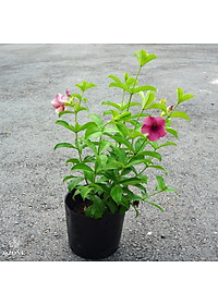 Cây huỳnh anh tím giống mới + Tặng phân bón cho cây mau lớn