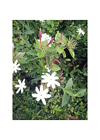 Cây nguyệt quế leo - cây cảnh vườn + tặng phân bón cho cây