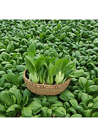 Hạt Giống Cải Thìa ( Cải Bẹ Lớn - Cải Chíp ) 20Gr- Trồng Rau Xanh Rau Sạch Bằng Đất Sạch, Mùn Dừa Và Phân Hữu Cơ - Phú Nông
