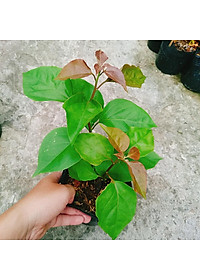 Cây hoa giấy đổi màu Ấn Độ - cây cảnh để bàn + tặng phân bón cho cây