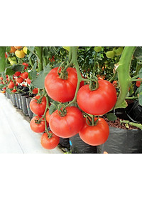 product-img-10