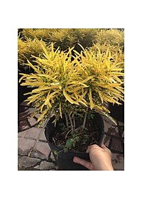 Cây vàng bạc + Tặng phân bón cho cây mau lớn