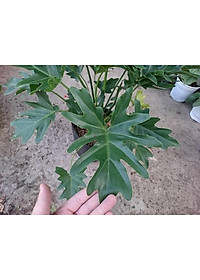 Cây trầu bà cánh phượng - cây cảnh để trong nhà + tặng phân bón cho cây