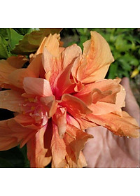 Cây Hoa Dâm Bụt cánh kép (Màu Cam) - cây cảnh để trong nhà + tặng phân bón cho cây