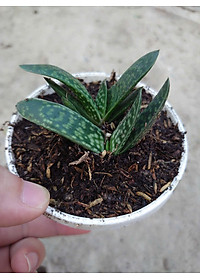 product-img-9