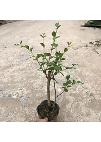 Cây hoa tường vi cao 50 cm (ảnh thật)