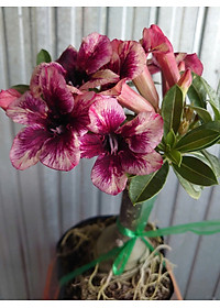 Cây Sứ Thái Kép Hoa Tím - cây cảnh để trong nhà + tặng phân bón cho cây