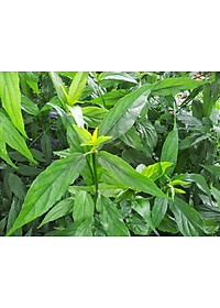 Cây xương khỉ (Cây bìm bịp - Cây mảnh cộng)  - Sản phẩm khô về làm trà ( Gói 500gr)