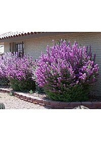 Cây Tuyết Sơn Phi Hồng - Cây cảnh vườn + Tặng phân bón cho cây