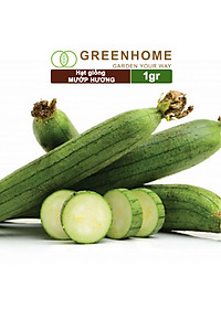 Hạt Giống Mướp Hương Greenhome, Gói 1gr~10 Hạt, Dễ Trồng Quanh Năm, Nảy Mầm Cao, Thu Hoạch Nhanh, Năng Suất Cao T16