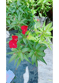 product-img-7