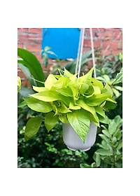 Cây trầu bà vàng - cây cảnh để trong nhà + tặng phân bón cho cây