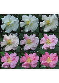 Cây giống hoa phù dung - cây cảnh trong nhà + tặng phân bón cho cây